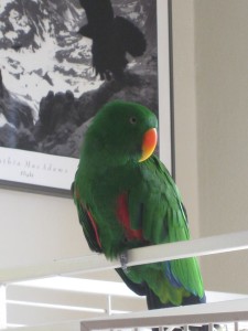 My parrot Harry